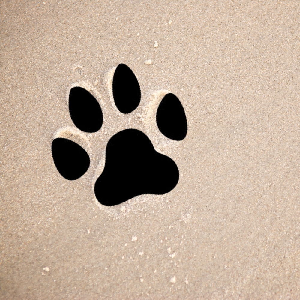 Dog Paw Print Precut – COE 96 Oceanside Glass Playful Pet Accent