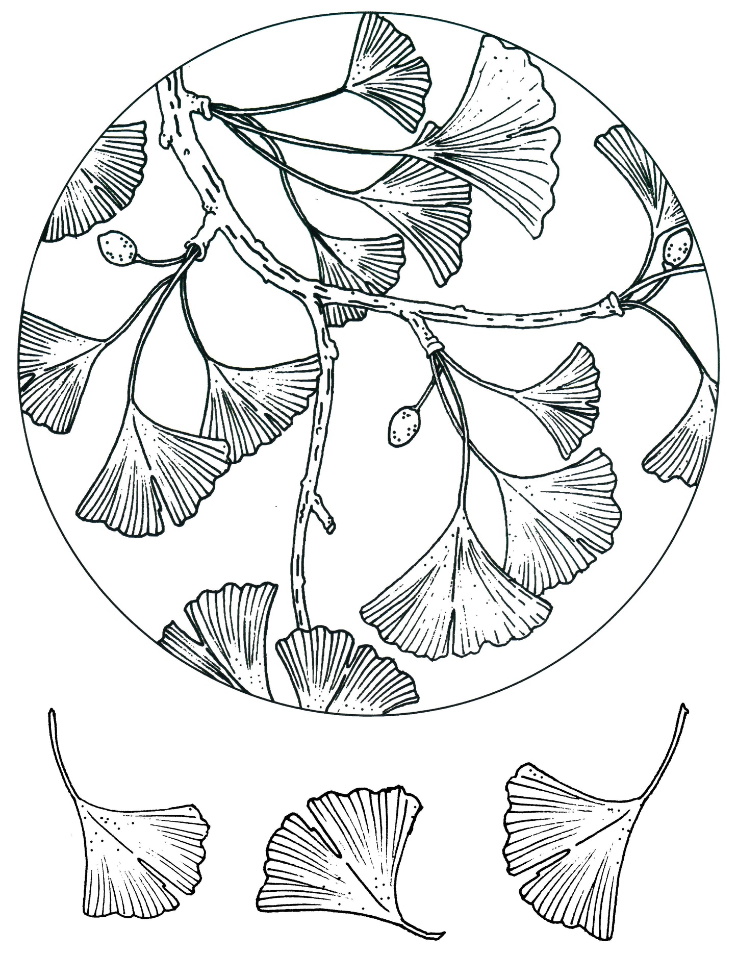 Ginkgo Leaf Circle screen print by Mark Hufford – round botanical fused glass design with individual ginkgo leaves