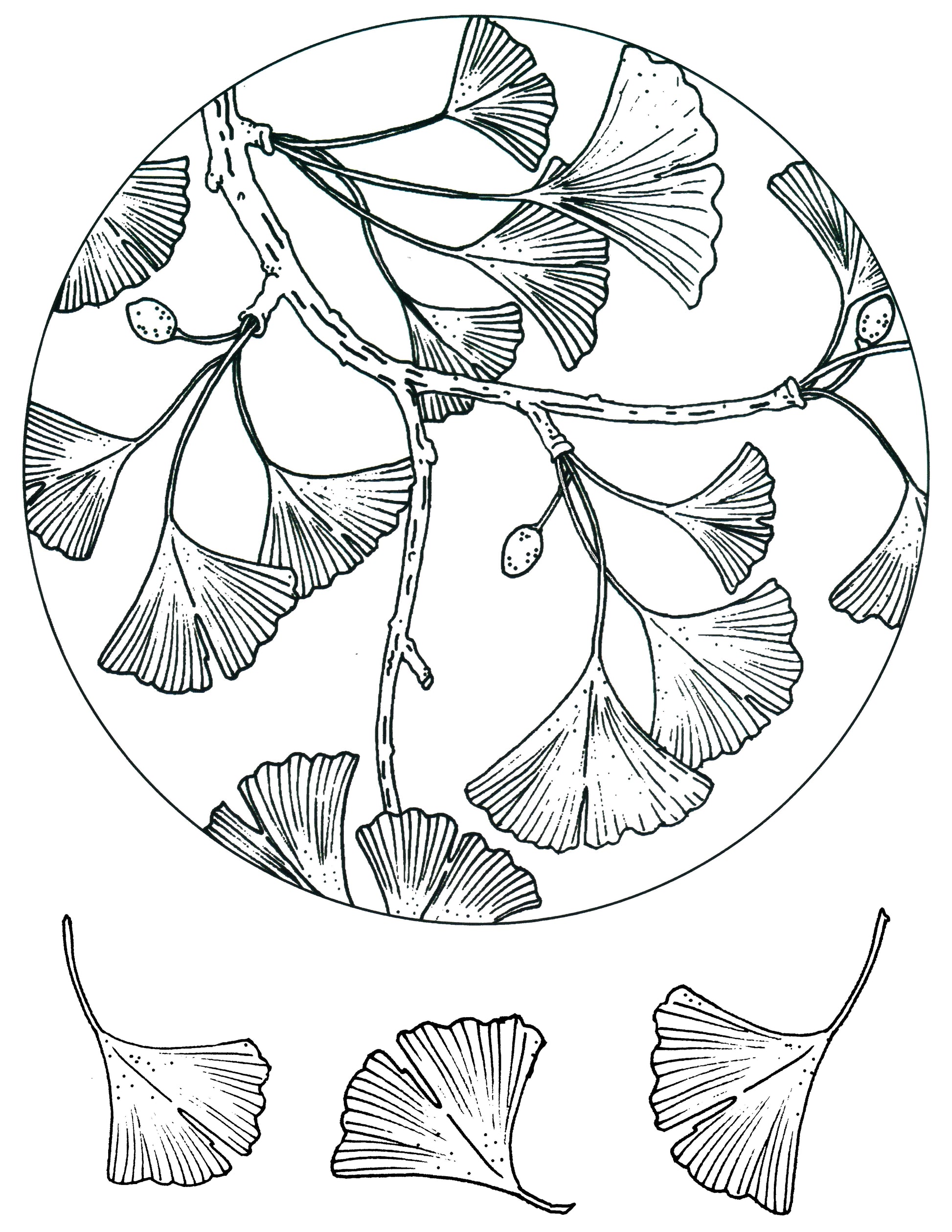 Ginkgo Leaf Circle screen print by Mark Hufford – round botanical fused glass design with individual ginkgo leaves
