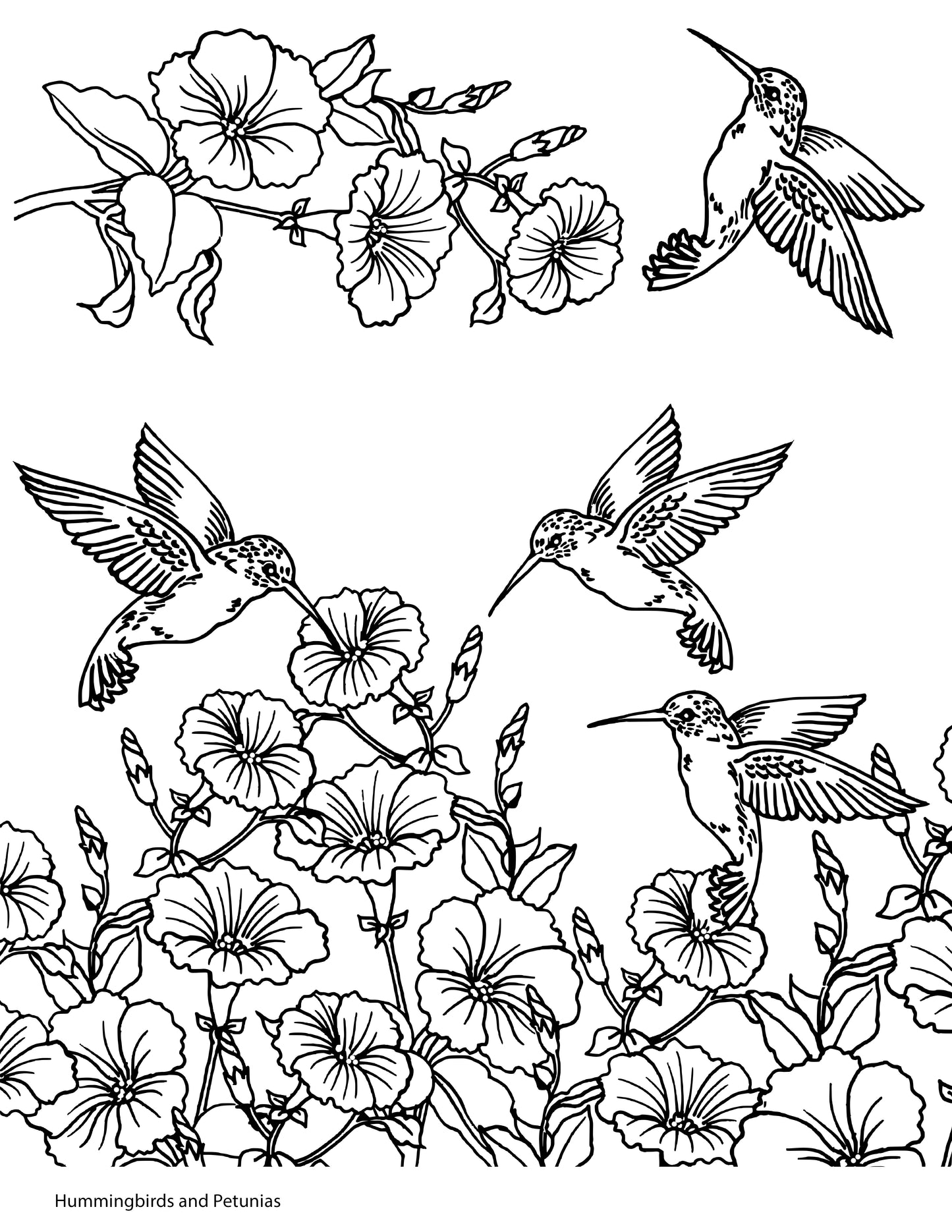 Hummingbirds and Petunias screen print by Mark Hufford – 8x10 hand-drawn floral and bird design for fused glass and enamel painting