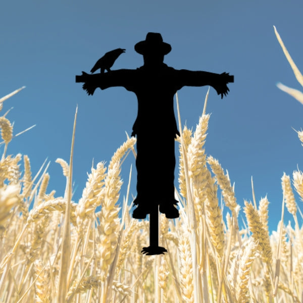 Silhouette of a Bullseye coe 90 precut glass scarecrow with a crow perched on its arm, standing in a dried cornfield with a dramatic sunset sky in the background.